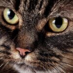 Chat GPT